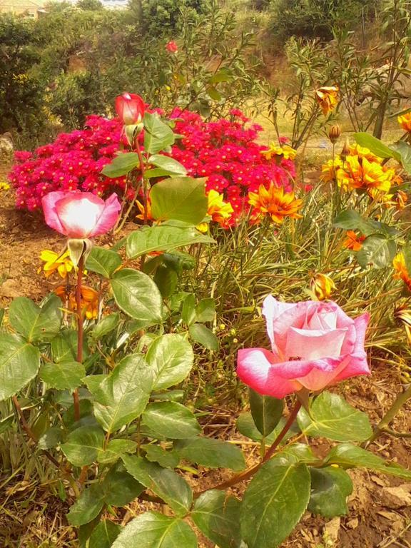 Farm Stay Gli Oleandri Loiri Porto San Paolo Екстериор снимка
