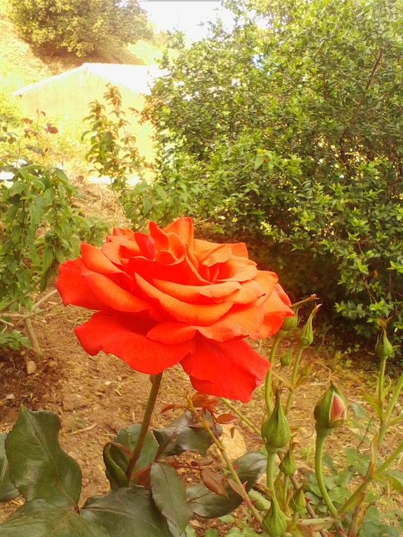 Farm Stay Gli Oleandri Loiri Porto San Paolo Екстериор снимка