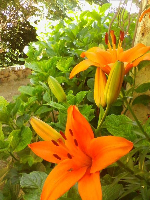 Farm Stay Gli Oleandri Loiri Porto San Paolo Екстериор снимка