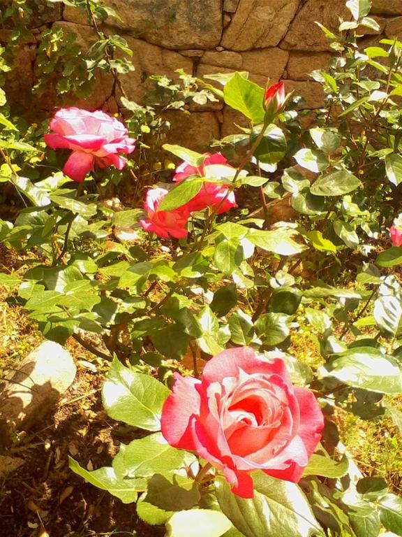 Farm Stay Gli Oleandri Loiri Porto San Paolo Екстериор снимка