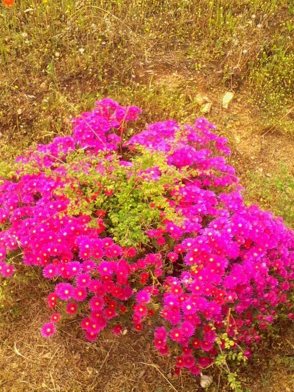 Farm Stay Gli Oleandri Loiri Porto San Paolo Екстериор снимка